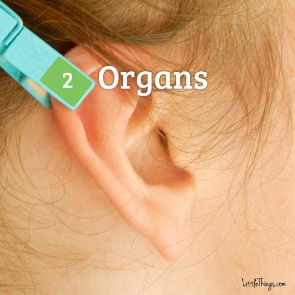 Organe interne: