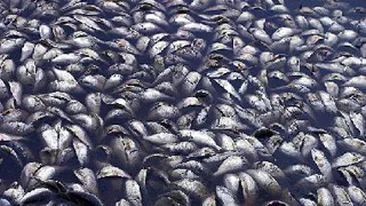 Mii de pesti morti, descoperiti in delta fluviului Mississippi