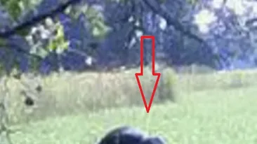 CREATURA care a INGROZIT Marea Britanie! Expertii au in sfarsit o explicatie pentru seria de ATACURI salbatice