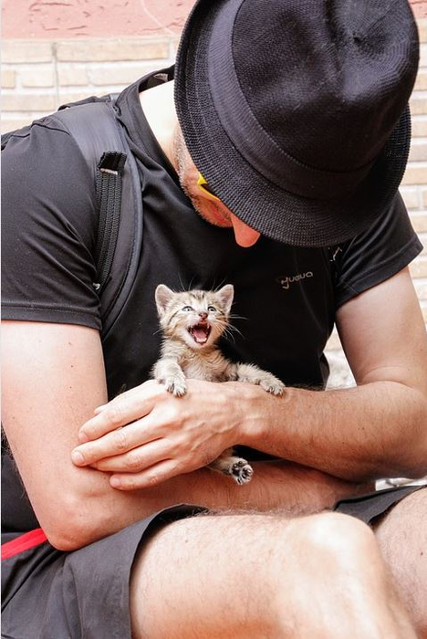 Ce vârstă are pisica ta în ani omenești. Calculul e foarte simplu! Vezi ce vedete preferă micuțele feline și cine a ales să își ia câine