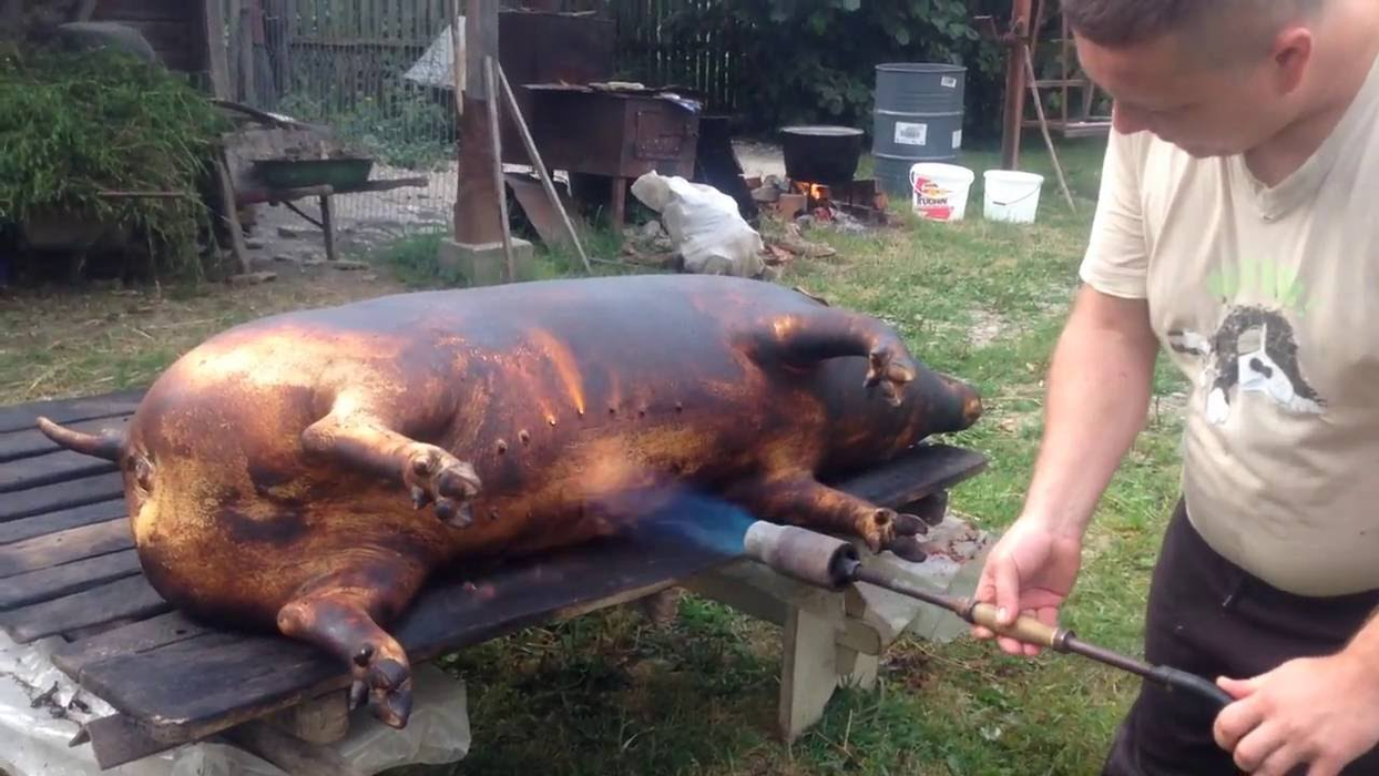 Porcul este în centrul atenției