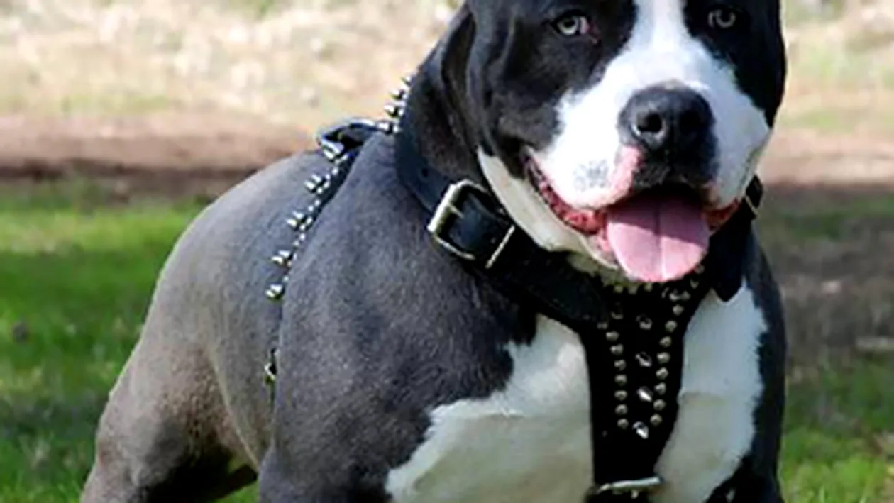 Razbunarea crunta a unui pitbull! L-a muscat de picior pe pustiul de 13 ani care il lovise in trecut!