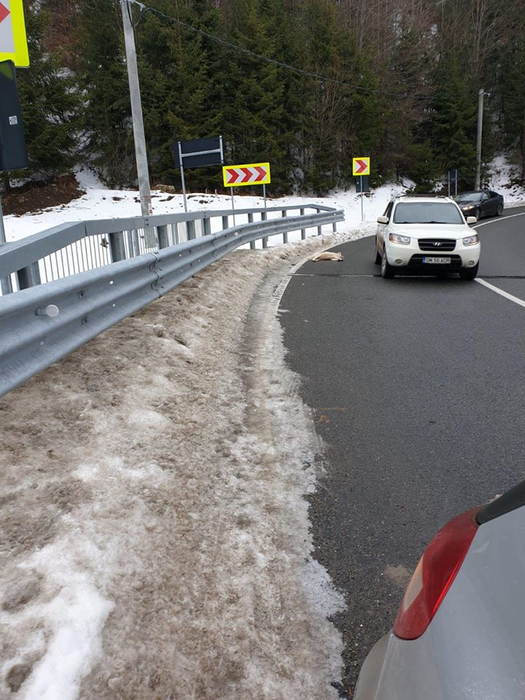 Caz șocant în Maramureș! Un câine a fost împușcat în fața unui copil de 6 ani