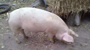 Ce amendă uriașă a primit o femeie din Satu Mare din cauza...porcului!
