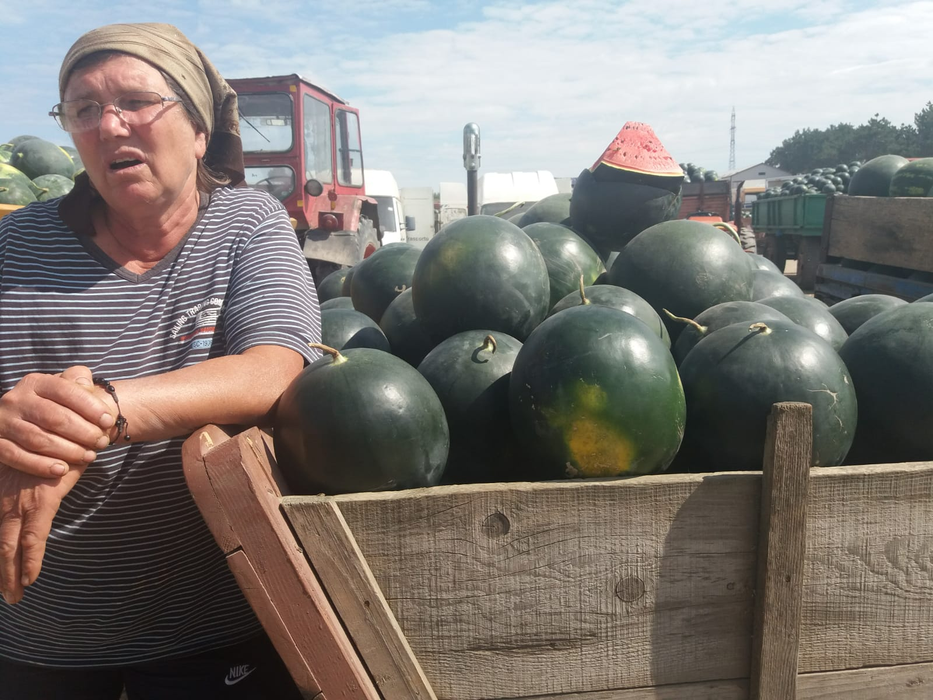 Pepenii de Dăbuleni zac în căruțe