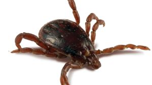 Cum se extrage corect căpuşa din piele. Ce trebuie să știi Boala Lyme, complicația periculoasă pe care o o poți face