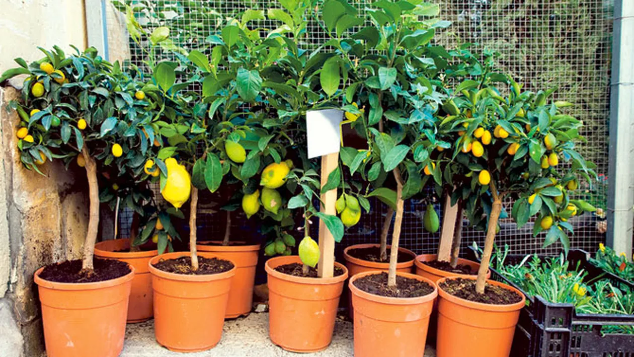 Livada de pe balcon! Nu numai bonsaii pot creste in ghiveci, ci si pomii fructiferi pitici