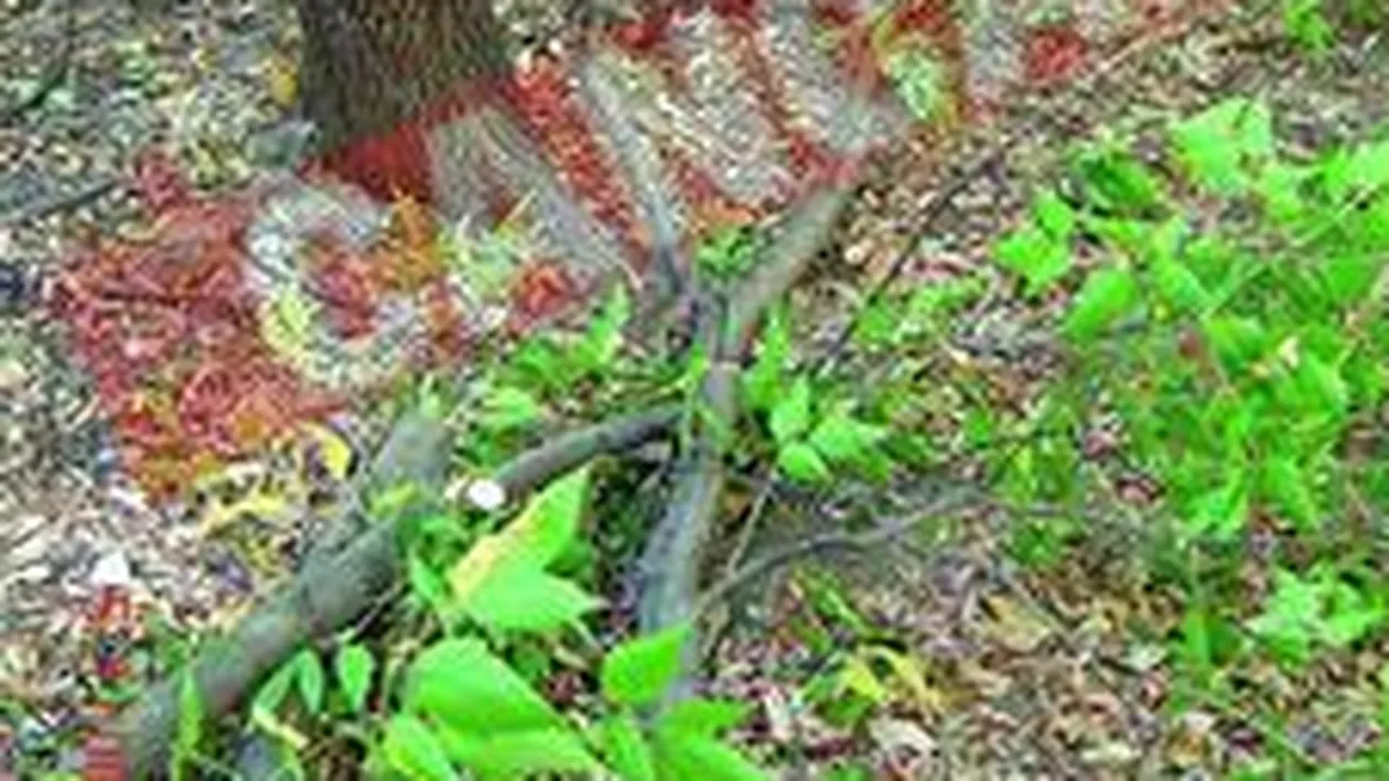 Au protestat in strada pentru a nu le taia copacii de langa bloc