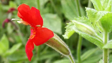 O floare din California rescrie regulile evoluției! Descoperire surprinzătoare făcută de cercetători