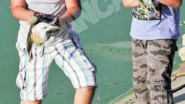 Pescarusii de pe Lacul Morii sfarsesc pe capete din motive necunoscute! Copiii se joaca cu pasarile in agonie