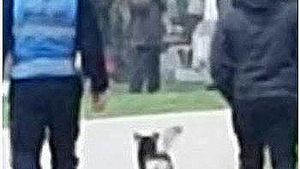 Stela Popescu credea în reîncarnare! Şi-a făcut apariţia la înmormântare. Oamenii veniţi să-i aducă ultimul omagiu au rămas mască când au văzut animalul