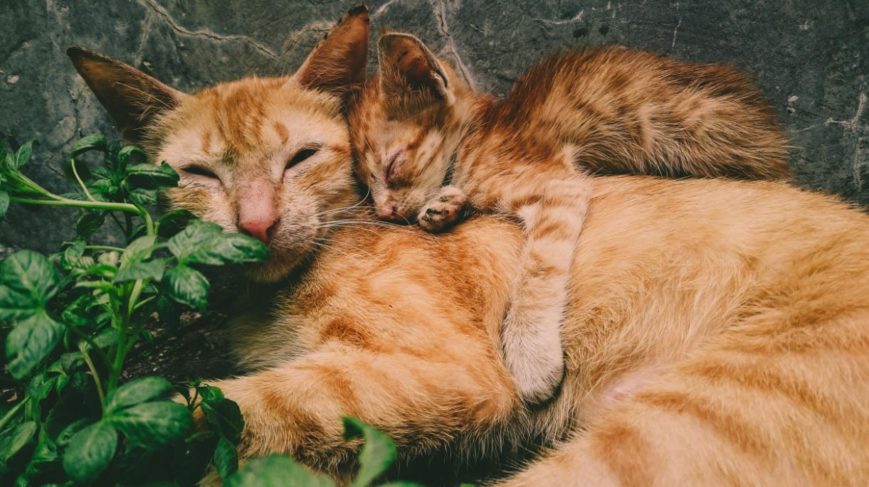 Ce vârstă are pisica ta în ani omenești. Calculul e foarte simplu! Vezi ce vedete preferă micuțele feline și cine a ales să își ia câine