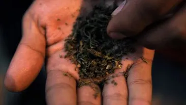 Ferească-Sfântul! Un preot de 32 de ani din Vaslui, reţinut pentru trafic de etnobotanice!