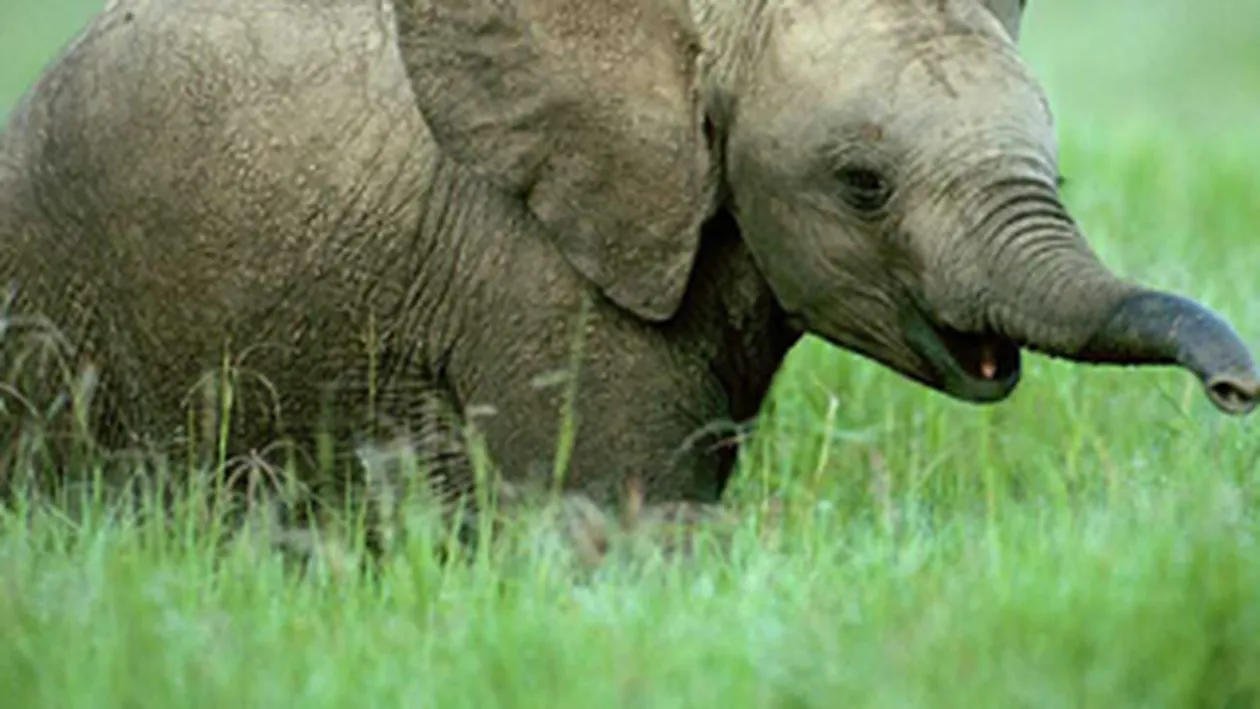 Un barbat a fost ucis in India de un pui de elefant ajuns pe strazile unui orasel