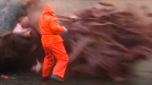 Ce se intampla cand vrei sa transezi trupul unei balene moarte cu un fierastrau electric! Imagini care va pot afecta emotional