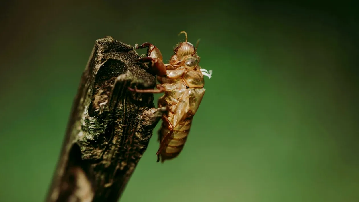 Zgomotul verii care împarte turiștii în două tabere: de ce cicadele și greierii cântă atât de tare și ce ascund sunetele vacanțelor mediteraneene