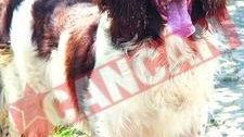 Politia de Frontiera are caini in valoare de 30 de miliarde de lei vechi