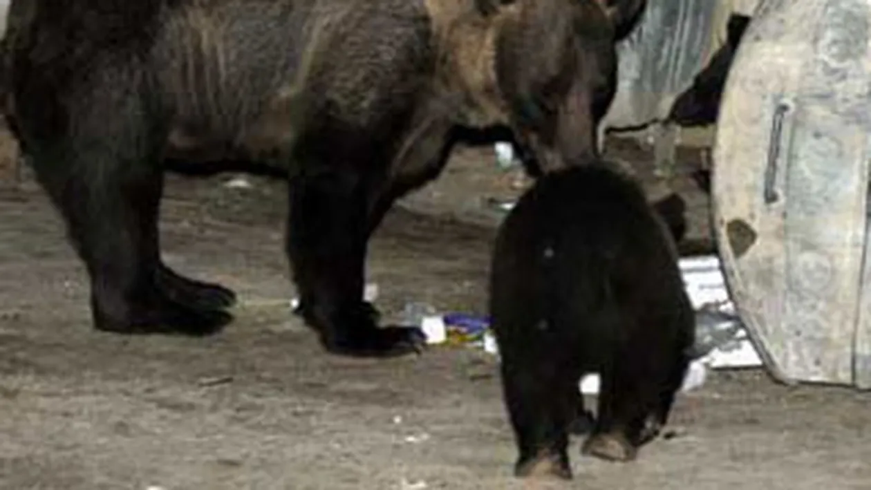 Ursii din Brasov sunt atrasi in padure cu doua tone de ciocolata