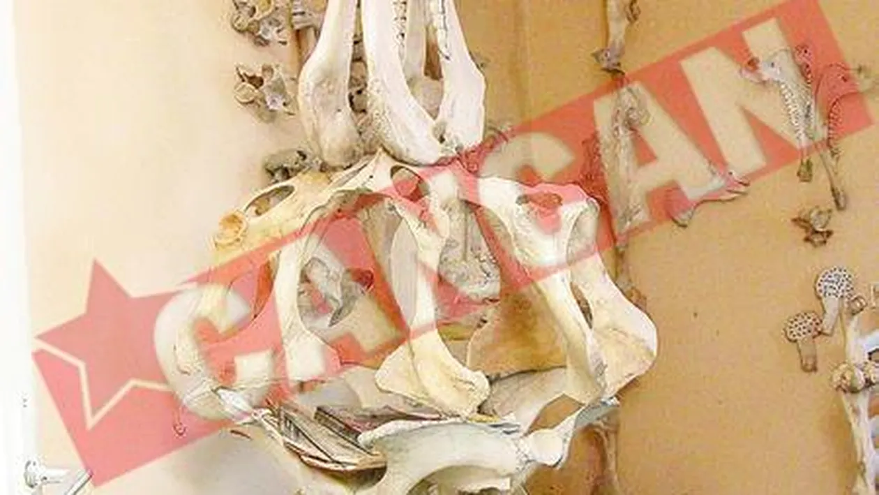 Face mobila din oasele animalelor