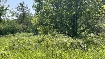 Iluzie optică virală | Aflați unde se ascunde cerbul în pădure!