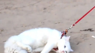 VIDEO Ai zice ca e cea mai chinuita pisica din lume! Mareste poza si vezi video ca sa iti dai seama ca mata nu e mata degeaba si blonda face lucruri pe care nu le-ai astepta!