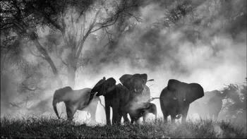 Misterul elefanților „fantomă” din Africa! După decenii de legende, au fost în sfârșit găsiți