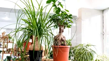 Planta pe care nu e bine să o ai în casă. Este extrem de periculoasă