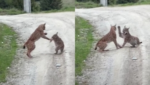 Imagini cu cea mai mare felină din Europa, surprinse în România! Cum a fost filmat animalul care e scump la vedere