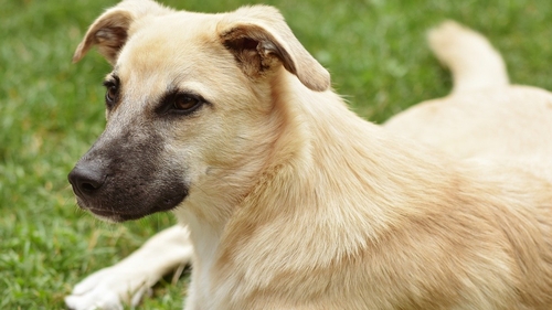 Taxa pe câine a fost introdusă în România. Cât este si de ce o plătesc și oamenii fără patrupezi