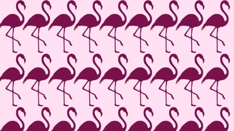 TEST IQ | Găsiți care pasăre flamingo este diferită de toate celelalte