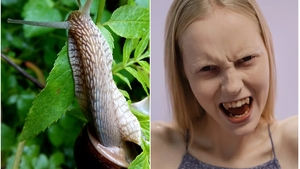 Ce au în comun melcii cu vampirii. Crezi că poți ghici instant?
