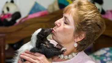 Abia poti sta lângă unul, dar ea trăieste cu 50 in casă! Ce animale de companie si-a luat acesta femeie! Vecinii sunt SOCATI