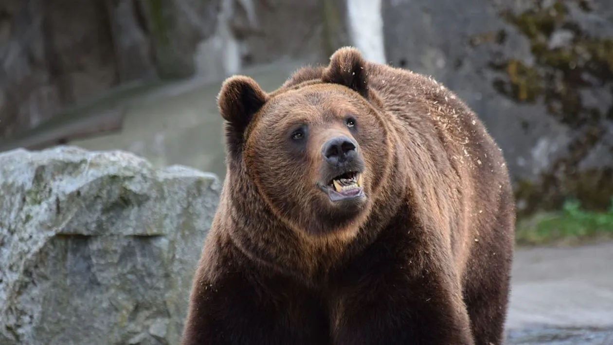 4 bărbați din Cluj sunt obligați să plătească DAUNE DE 40 000 de euro pentru braconaj