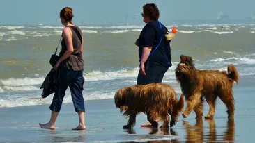 Încă o tragedie la mare! Un alt om a fost mușcat de câine, pe litoral!