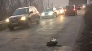 VIDEO. Protest inedit: Mai mulţi tineri au plantat crizanteme în gropile de pe drumul Craiova-Cetate