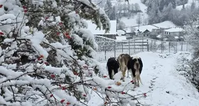 Galerie foto - poza 2