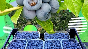 Povestea plantațiilor cultivate de spanioli în Oltenia