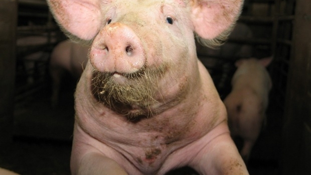 Ce se întâmplă dacă un om consumă carne de porc infestată cu pestă porcină. Medicul veterinar a făcut anunțul