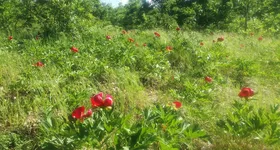 Galerie foto - poza 1