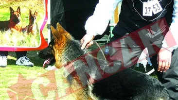 Campioana europeana a ciobanestilor germani