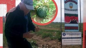 Pepenii de Dăbuleni, tot mai puțini. Fermierii preferă să cultive căpșuni și mazăre