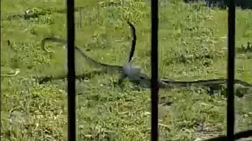 VIDEO. Doi șerpi mai mari de un metru, printre copii, la un loc de joacă din Calafat