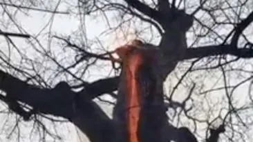 Copacul Diavolului. Ascunde un blestem de 500 de ani! Nu poate fi tăiat şi emană unde magnetice