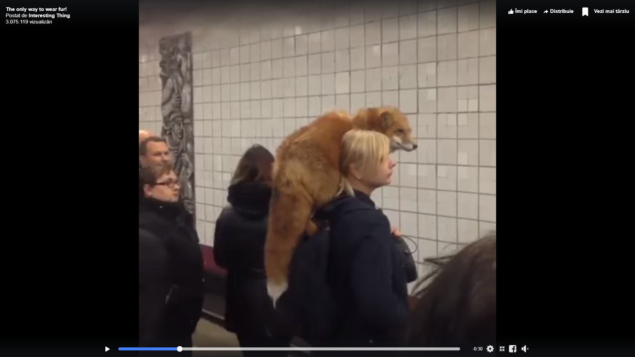 Găina Iuliei Albu e minciună! Imagini uluitoare cu femeia care poartă o vulpe pe umăr, în stația de metrou VIDEO