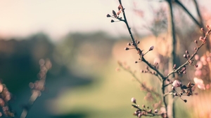 Vremea de Florii 2026: Prognoza meteo pentru weekendul de sărbătoare