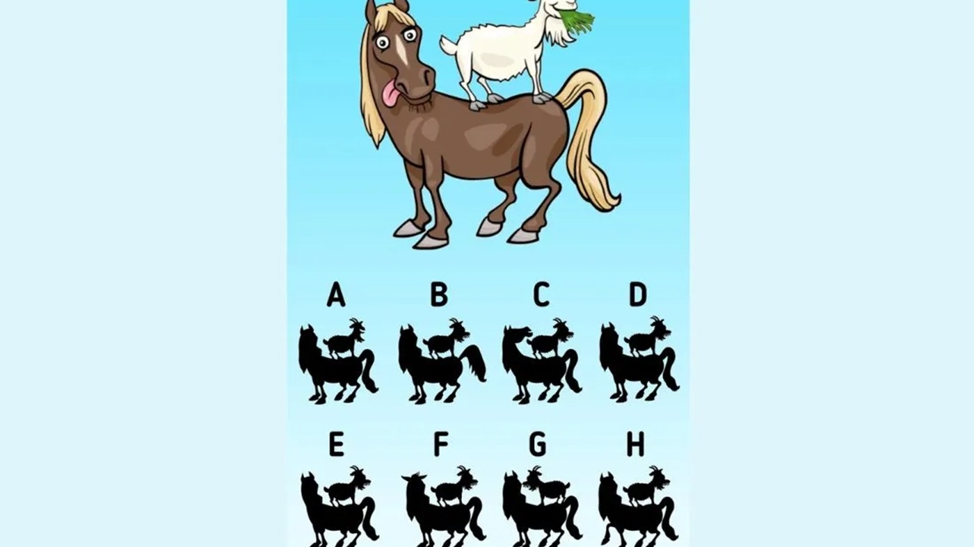 Test de inteligență | Care este umbra corectă a celor două animale din imagine?