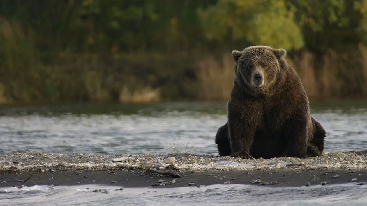 Tânără de 29 de ani, în stare gravă după ce a fost atacată de un urs în Mureș! Femeia se zbate între viață și moarte