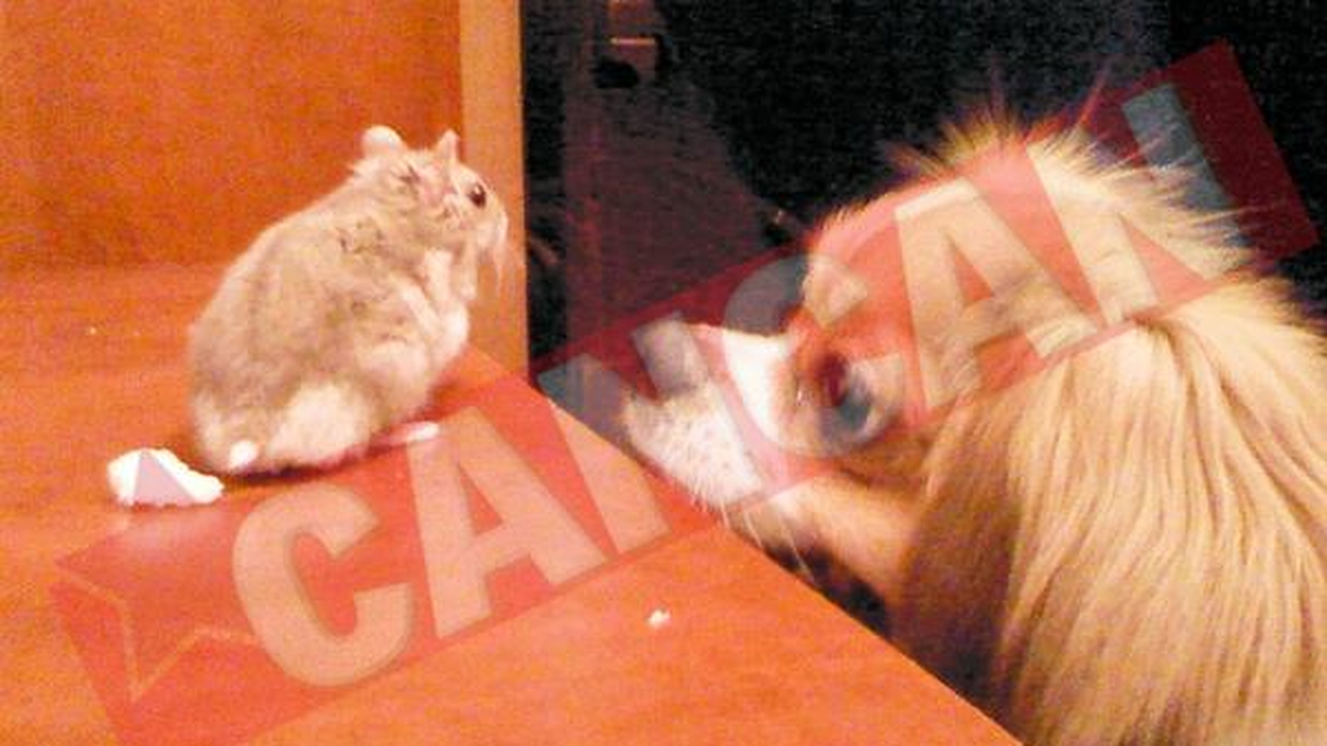 Animale haioase cu pasiuni curioase