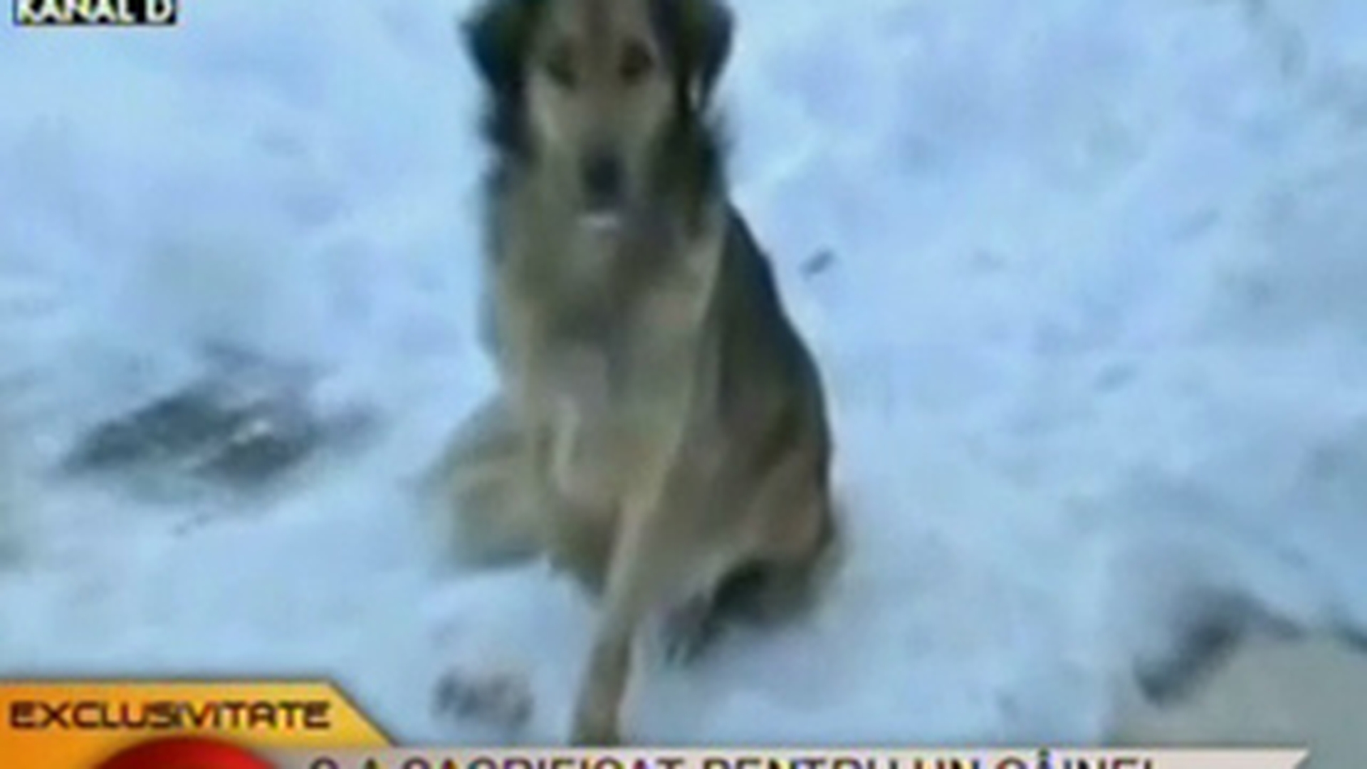 VIDEO Poveste socanta care o sa iti inmoaie inima! Un om al strazii a degerat pentru ca patrupedul din parc sa stea la caldura! Citeste o poveste emotionanta