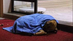 Îți dau lacrimile! Imagini emoționante cu medicul stomatolog care caută noaptea pe străzi câini și pisici pentru a le înveli